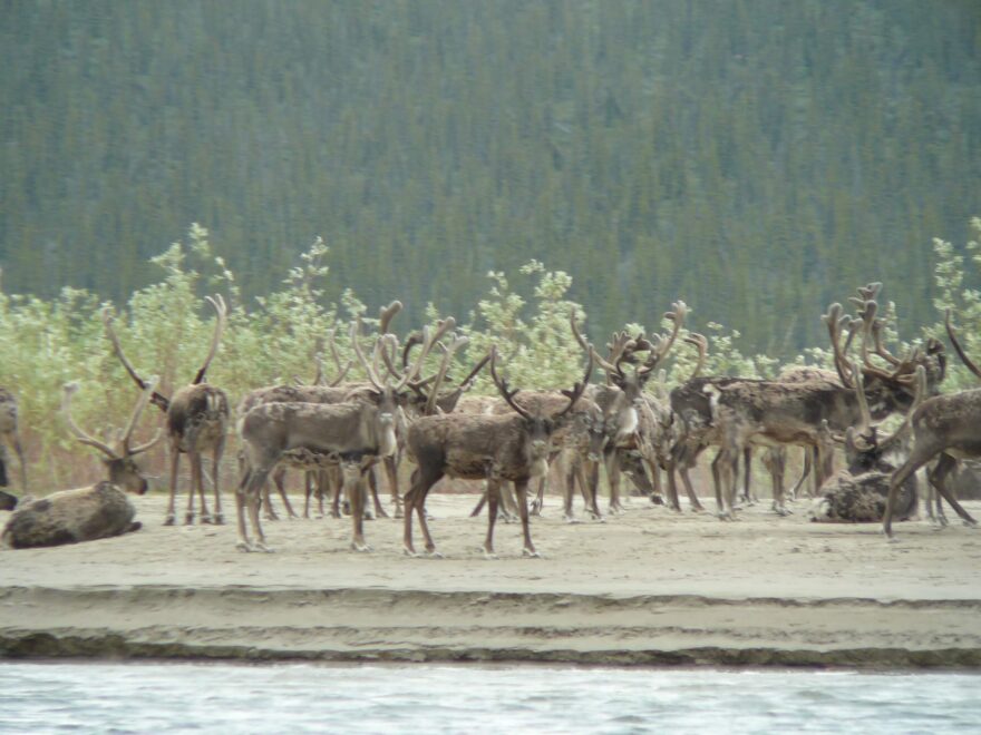 Úžasné setkání se stádem karibů.