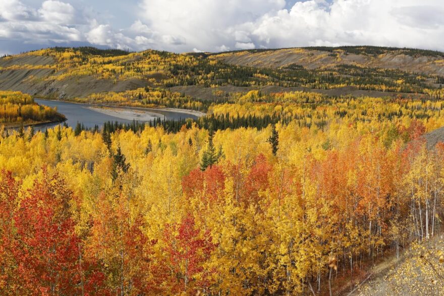Nádherné barvy okolo Pelly River. Yukon.