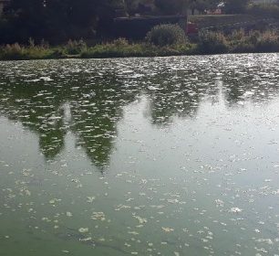 Vyjádření Povodí Vltavy ke kvalitě vody v řece Sázavě