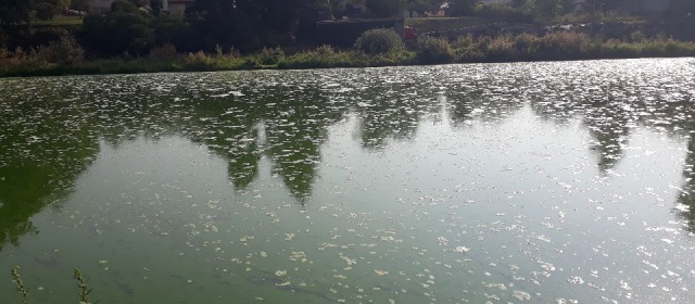 Vyjádření Povodí Vltavy ke kvalitě vody v řece Sázavě