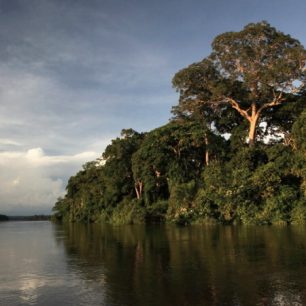 Panenský prales, Sangha, Středoafrická republika