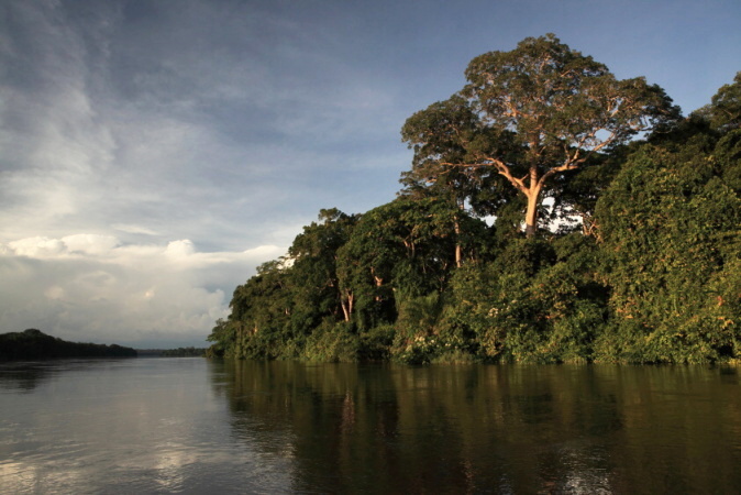 Panenský prales, Sangha, Středoafrická republika