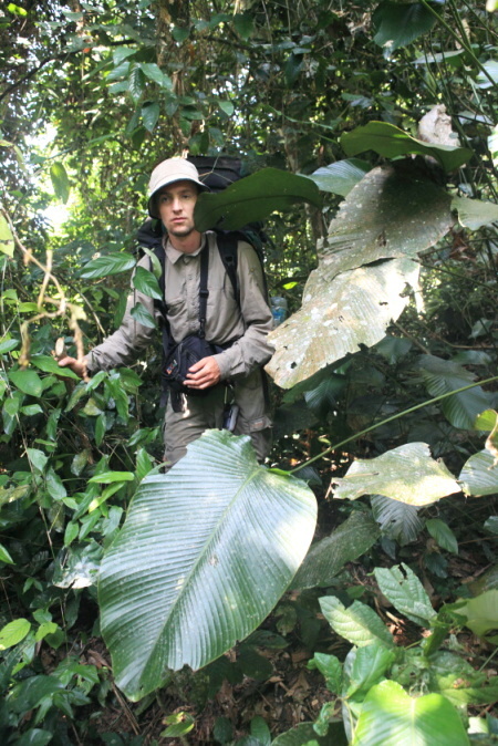 Přechod pralesa, Středoafrická republika