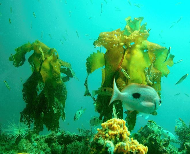 Nový Zéland očima kajakářů 