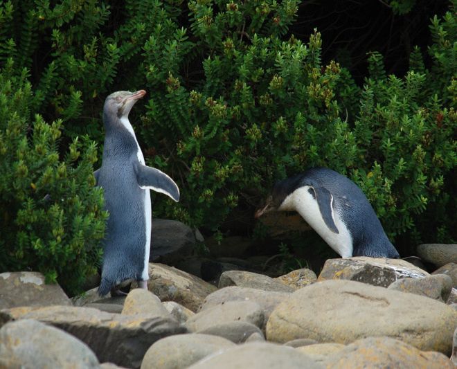 Nový Zéland očima kajakářů 