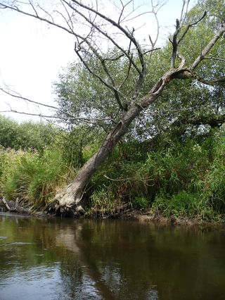 Z Lužnice na Lužnici, aneb Lužnice v pohodě
