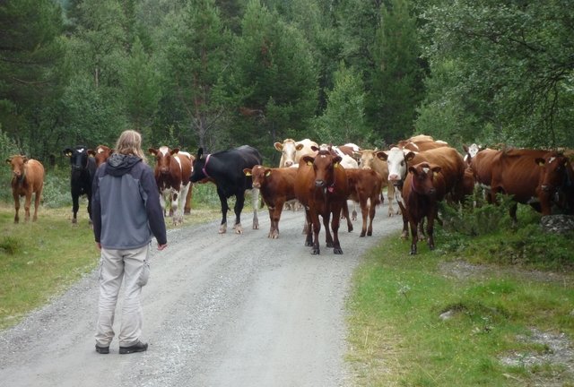 Vodáci pozor na krávy všežravé!!