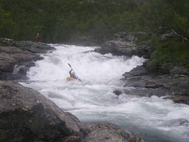 Vodáci pozor na krávy všežravé!!