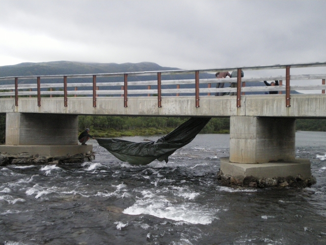 Vodáci pozor na krávy všežravé!!