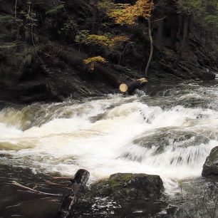 Kamenice prořezaná