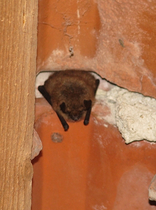 Tajemní poslové noci