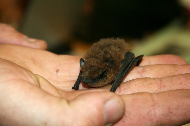 Tajemní poslové noci