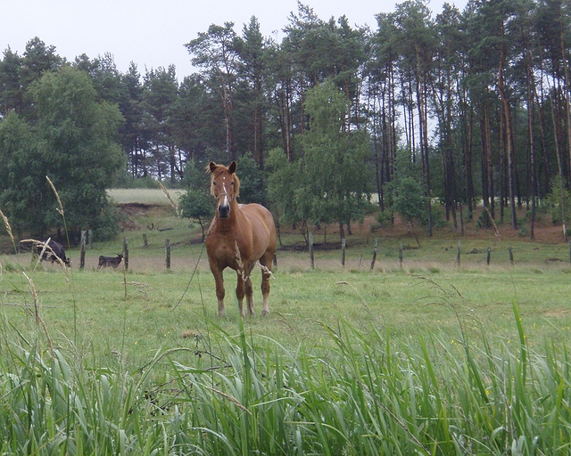 Wel, Gwda, Wda a ty ostatní…