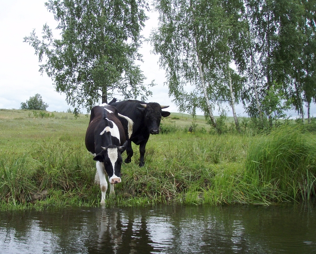 Wel, Gwda, Wda a ty ostatní…