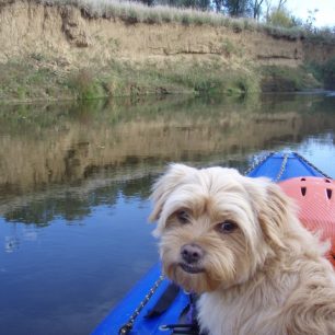Burčákovka – oblíbená akce vodáků nejen z Kotvy