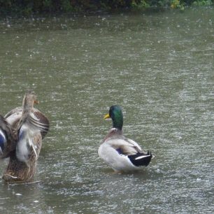 Burčákovka – oblíbená akce vodáků nejen z Kotvy