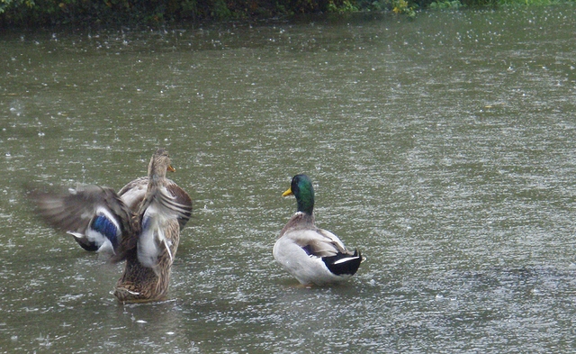 Burčákovka – oblíbená akce vodáků nejen z Kotvy