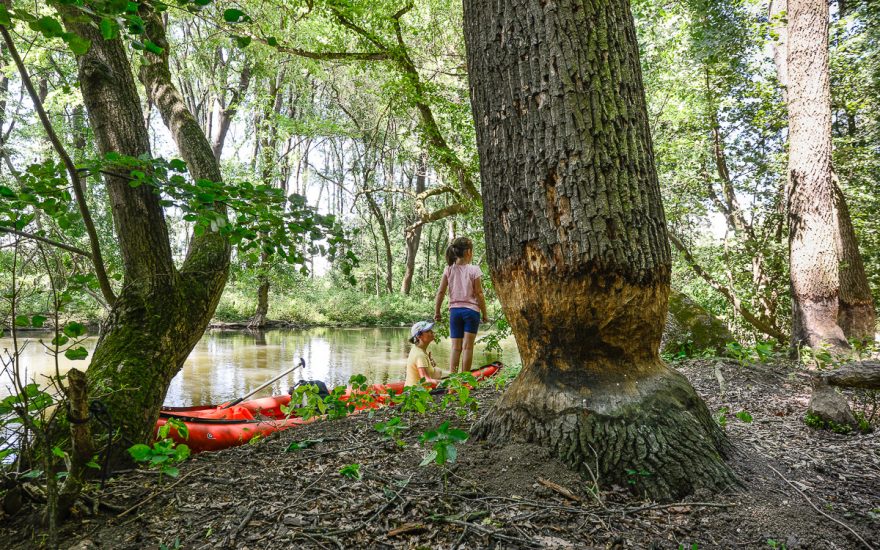 Staleté duby ohlodané bobry, Dyje nad Lednicí