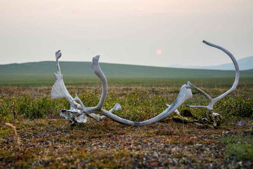Okolní krajina je jen holá tundra a jen staré parohy prozrazují, že tudy na jaře a na podzim táhnou obrovská stáda sobů / F: Fjolls Expedition