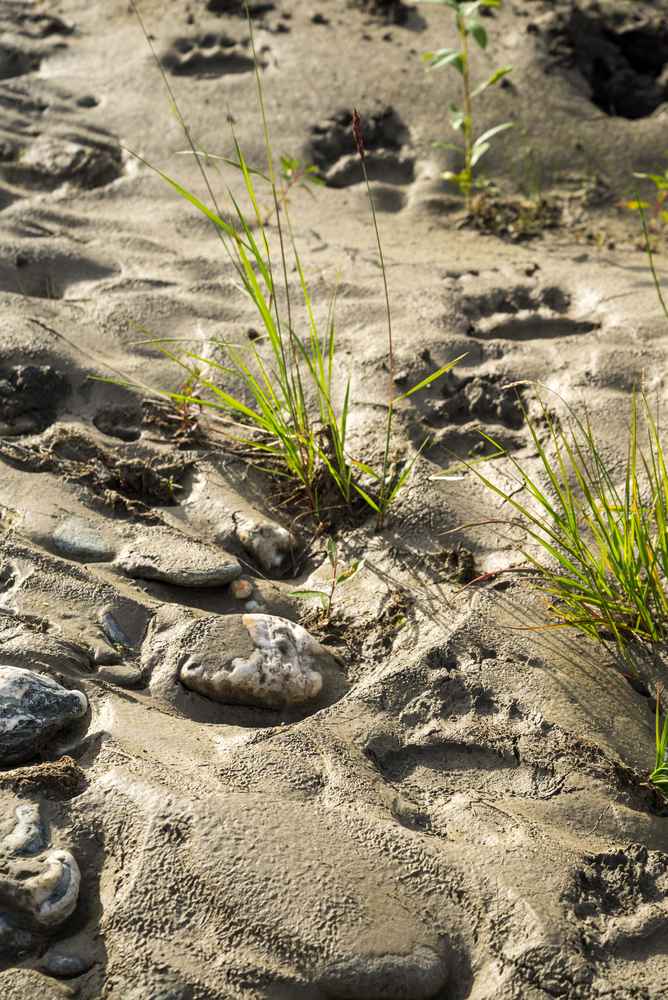 Stop medvědů je v bahně pod skálou požehnaně / F: Fjolls Expedition