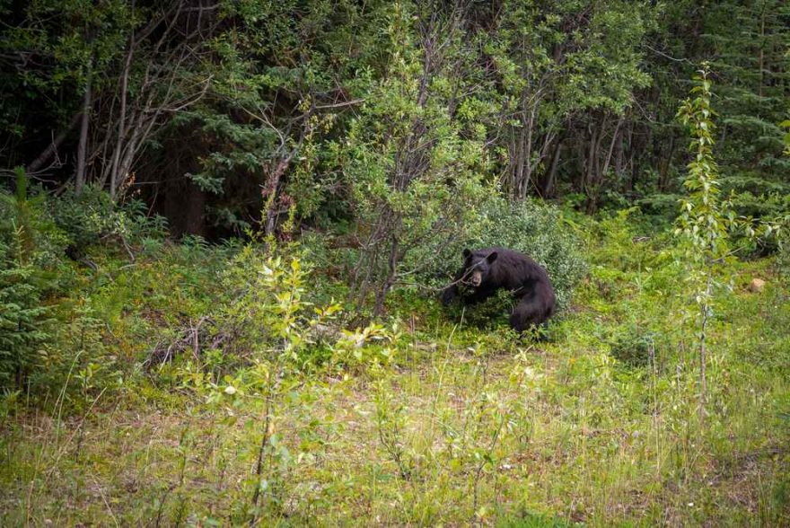 Tady je náš první foto úlovek medvěda, tentokrát Baribala, který je menší ne Grizzly. / F: Fjolls Expedition