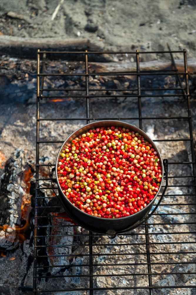 Kolem tábora roste spousta brusinek, ze kterých nám fjollinky vaří výbornou marmeládu! / F: Fjolls Expedition