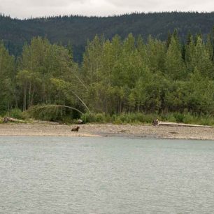 Medvěd! Loví v tůňce lososy, kteří se táhnout třít. Neví o nás a tak ho nerušeně pozorujeme z protějšího břehu. / F: Fjolls Expedition