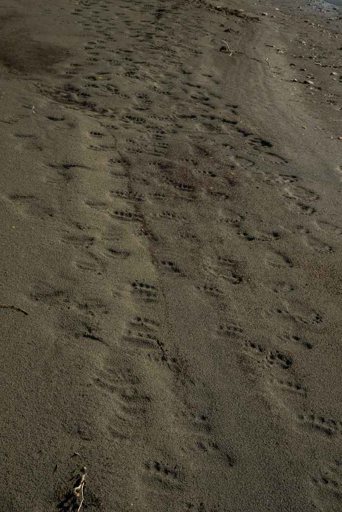 Medvědí dálnice vedle našich stanů. / F: Fjolls Expedition