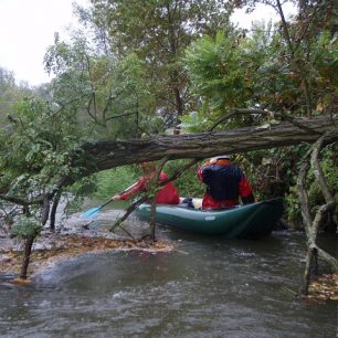 Občas ale mohou překvapit padlé stromy