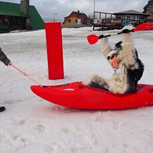 Maskot lyžařské školy - pes Husky projíždí cílem