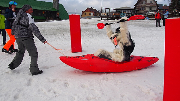 Maskot lyžařské školy - pes Husky projíždí cílem