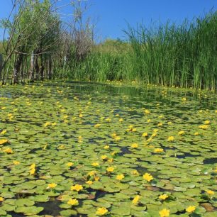 Slepé rameno a potencionální zásobárna žabích stehýnek / F: Vít Čenovský