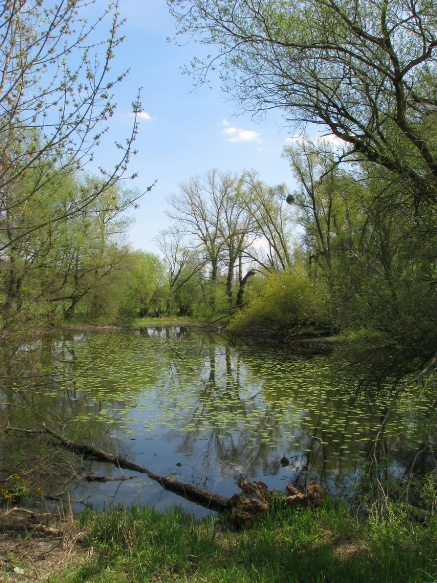 Přírodní památka Rameno Moravy u Minuvského mostu v blízkosti Postoupek / F: František Prokeš