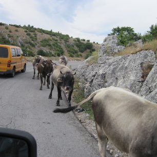 Na cestách tradičně potkáváte místní zvířata / F: archiv Víla