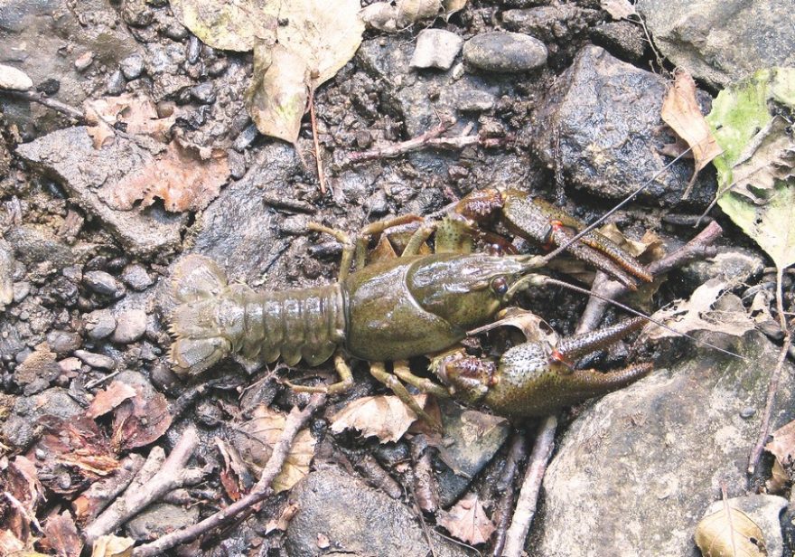 Obyvatel horního toku / F: Franta Prokeš