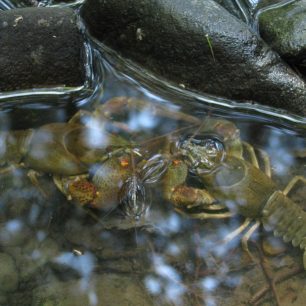 Samci raka říčního / F: Franta Prokeš