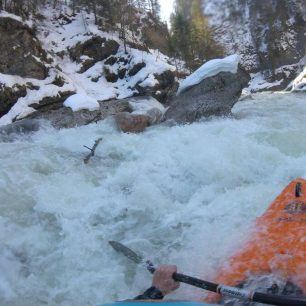 Jeden ze stromů na rakouské Brandenberger Ache / F: Gerhard Braune