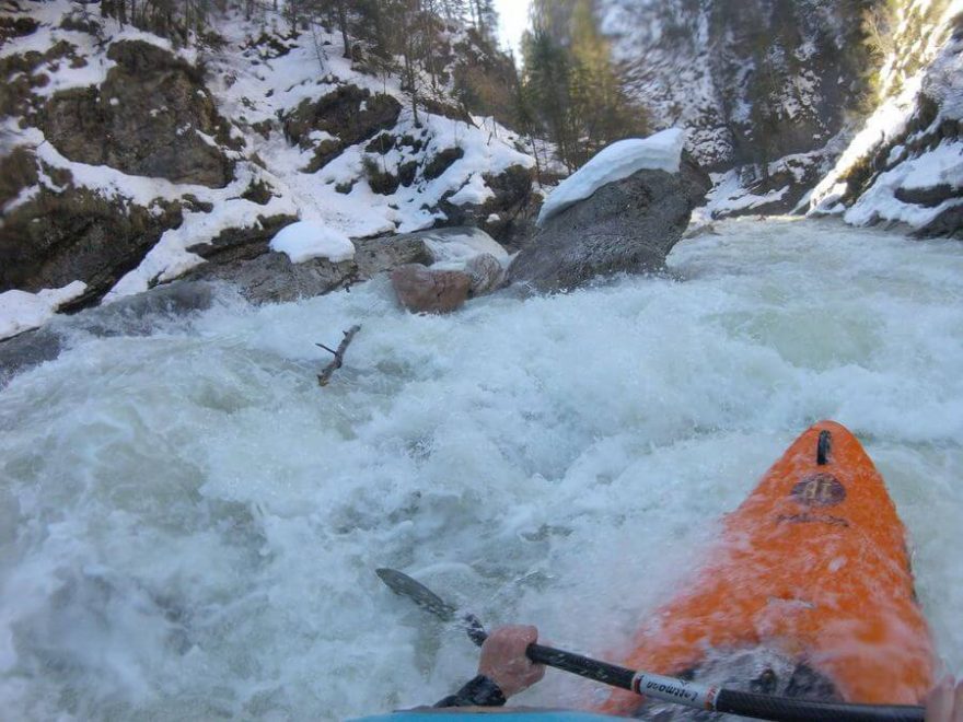 Jeden ze stromů na rakouské Brandenberger Ache / F: Gerhard Braune