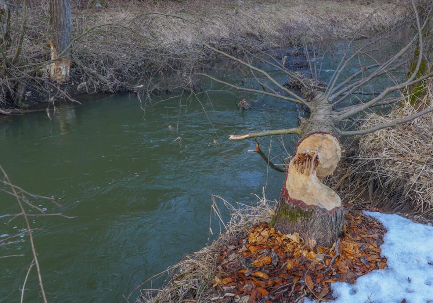 Další bobří překvapení