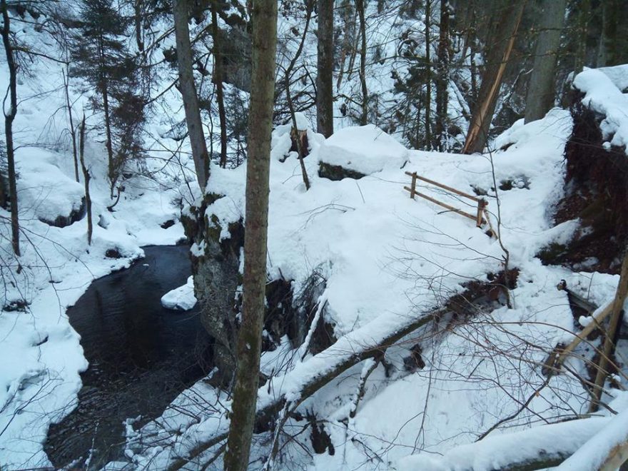 I na německé Wolfsteiner Ohe a jejích zdrojnicích je stromů mnoho / F: Jarda Jakoubek