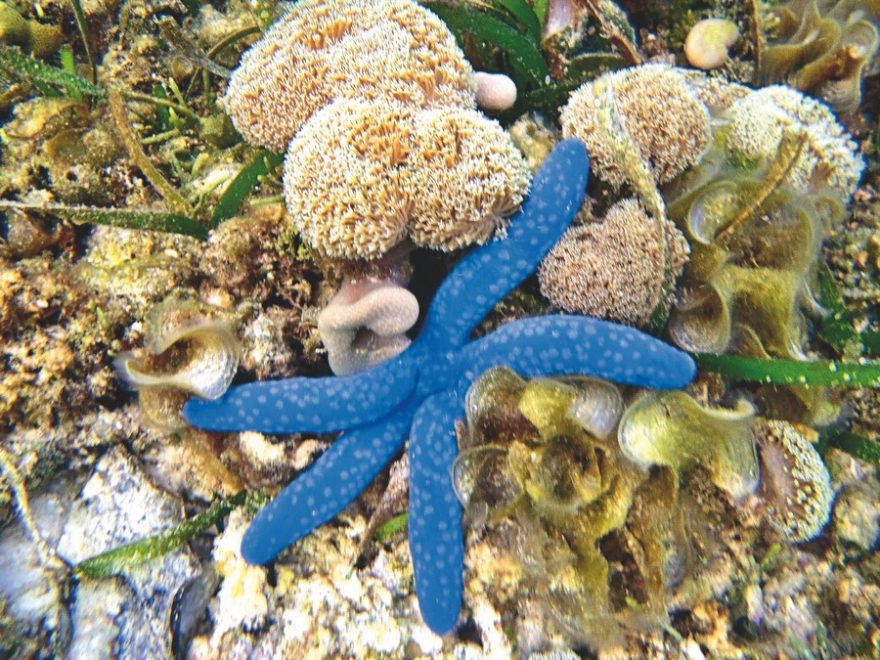 Raja Ampat je rájem pro potapěče