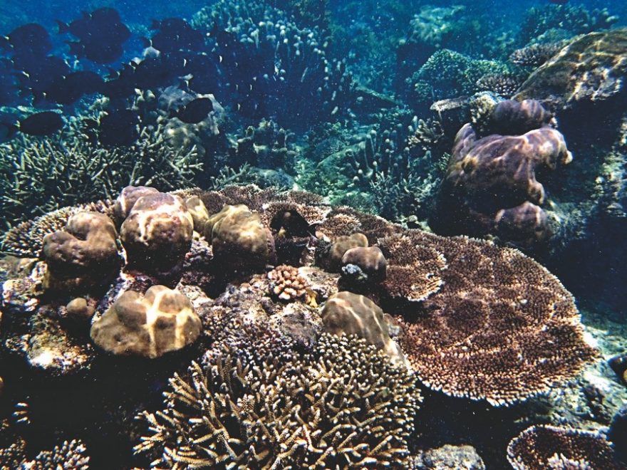 Svět pod vodou je unikátní