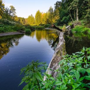 Koryto řeky místy blokují padlé stromy