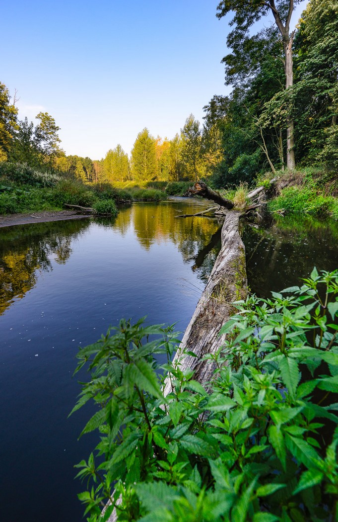 Koryto řeky místy blokují padlé stromy