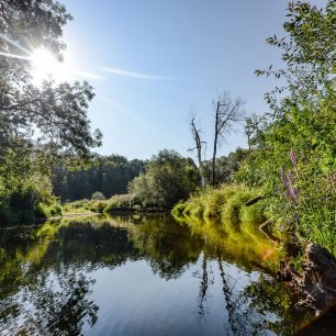 Rezervace Ramena řeky Moravy představuje nefalšovanou divočinu