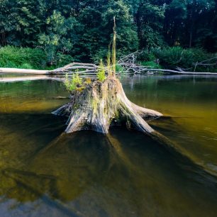 Občas se musím vyhnout i uhnilým pařezům