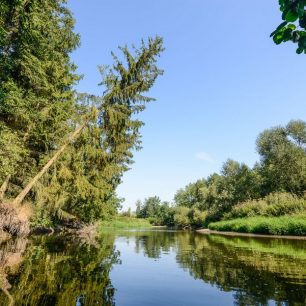 Strmé břehy místy dosahují několikametrové výšky a z nich se nad hladinu sklánějí obrovské uschlé stromy, čekající na svůj neodvratný pád do řeky