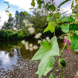 Původně americký druh štětinatec laločnatý patří mezi invazivní rostliny