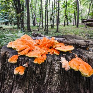 Rezervace Vrapač je jednou z nejlepších lokalit zachovalého ekosystému lužního lesa