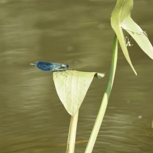 Ohře je obklopená nádhernou faunou i flórou / F: Jitka Pražáková